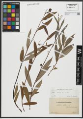 Foto von Salix alba L.